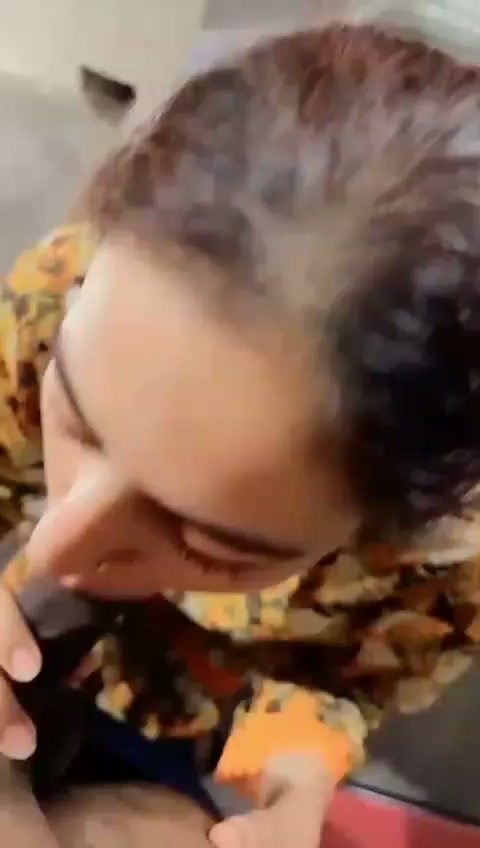 stifffoolhardyhornshark.mp4