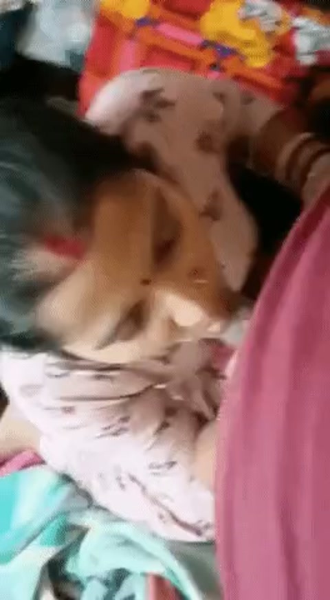 redjubilantmarmoset.mp4