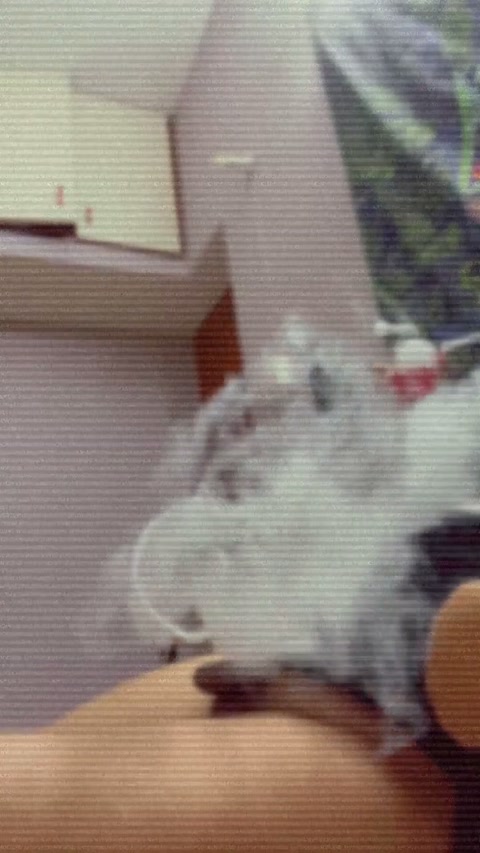 amplearomaticzooplankton.mp4